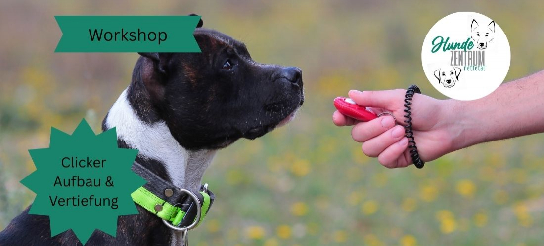 Praxisworkshop Clicker Aufbau & Vertiefung
