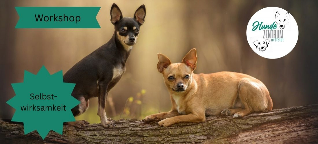 Praxisworkshop Selbstwirksamkeit