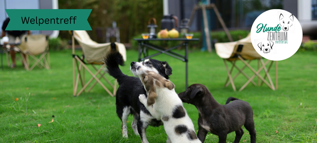 Gruppe Welpentreff