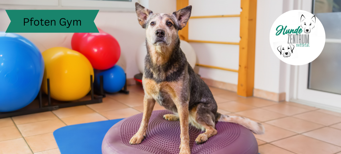 Gruppe Pfoten Gym